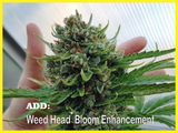 Weed Head Bloom Enhancer